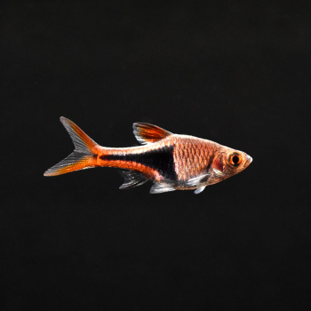 Keilfleckbärbling, Rasbora heteromorpha